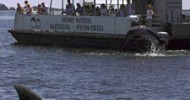 Outer Banks Cruises -Dolphin Tours Outer Banks Cruises -Dolphin Tours