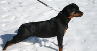 Professional Rottweiler Breeders Professional Rottweiler Breeders
