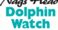 Outer Banks Dolphin Watch and Nature Tours