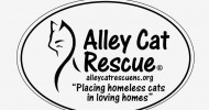 Alley Cat Rescue – Outer Banks Feline
