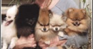 Virginia Beach Pomeranian Breeders Virginia Beach Pomeranian Breeders