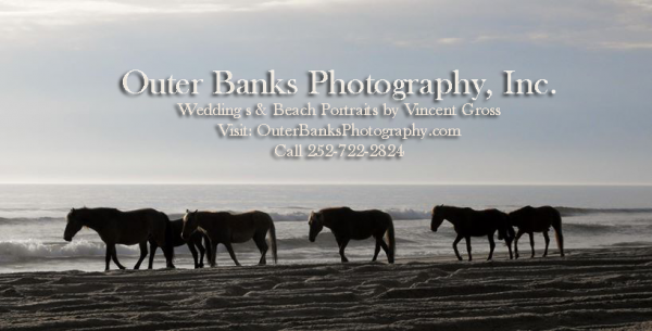 outer-banks-horse-photograp